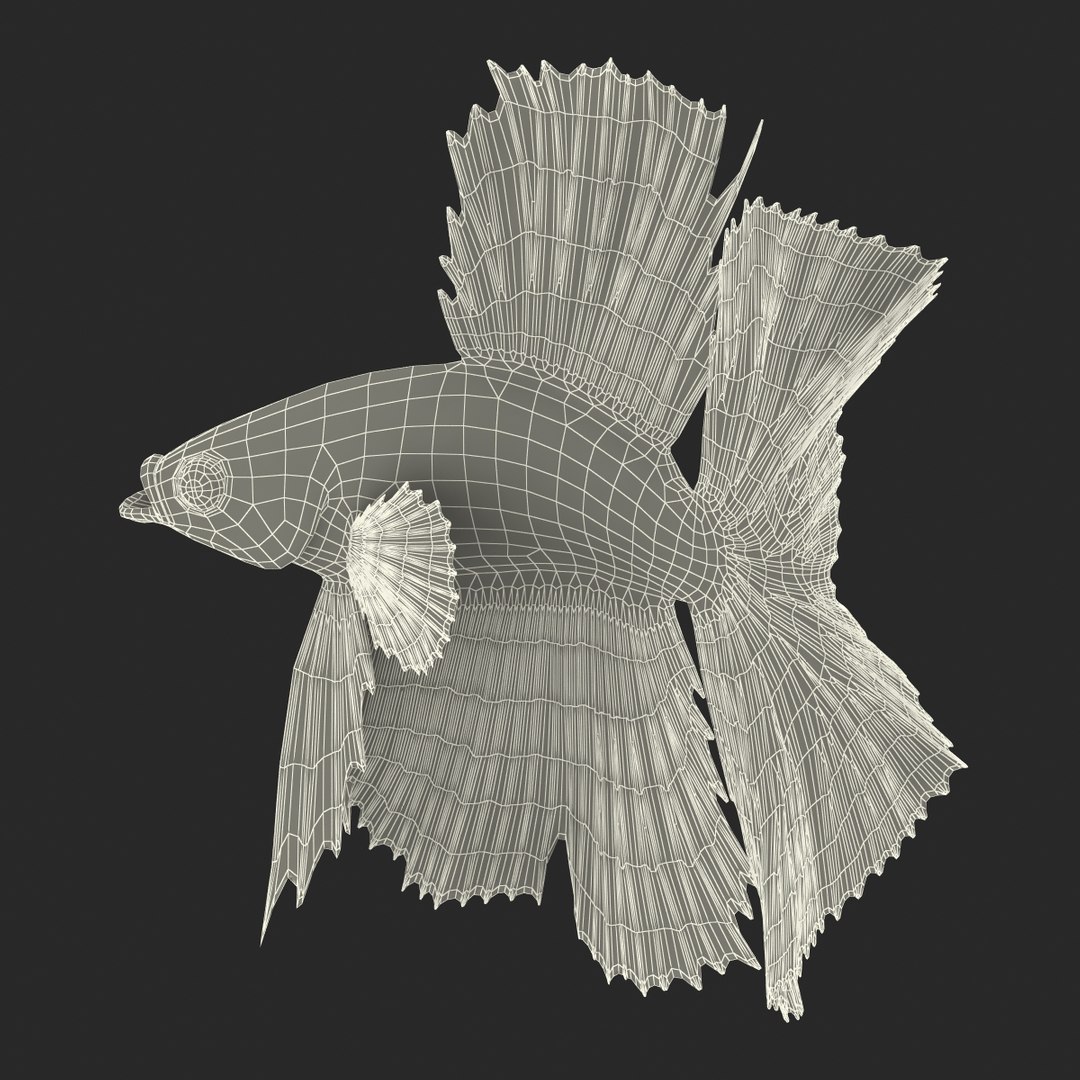 Betta Fish Rigged for Cinema 4D 3D https://p.turbosquid.com/ts-thumb/TN/vcZOhP/6G/betta_fish_rigged_038/jpg/1716616585/1920x1080/fit_q87/e1122b0fce075e7809a42ce6db85e28985042fda/betta_fish_rigged_038.jpg