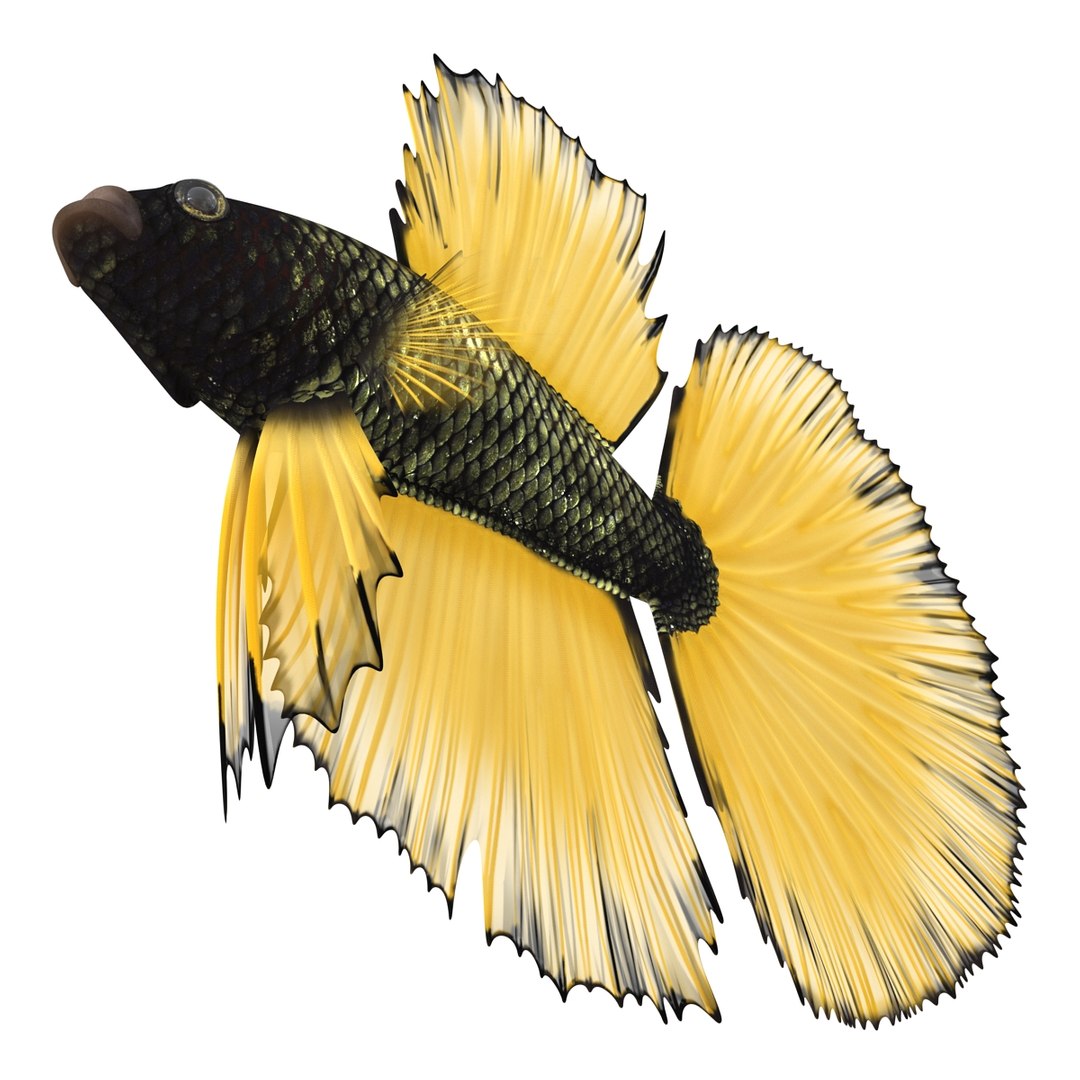 Betta Fish Rigged for Cinema 4D 3D https://p.turbosquid.com/ts-thumb/TN/vcZOhP/6d/bettafishriggedforcinema4dvray3dmodel009/jpg/1716560063/1920x1080/fit_q87/9801bd609d24a3a298a13260983011f65e408050/bettafishriggedforcinema4dvray3dmodel009.jpg