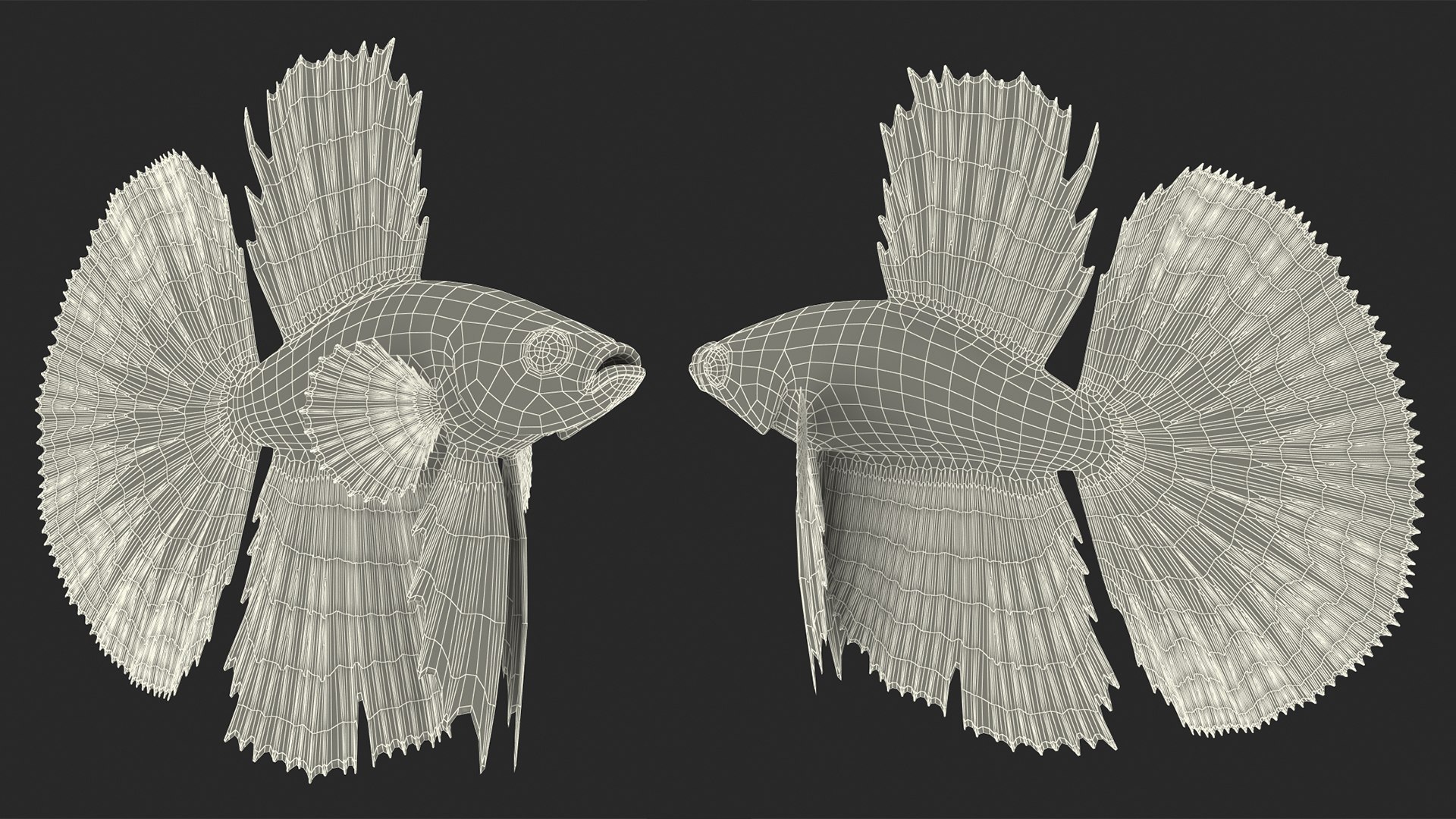 Betta Fish Rigged for Cinema 4D 3D https://p.turbosquid.com/ts-thumb/TN/vcZOhP/8o/additional__betta_fish_rigged_002/jpg/1717578721/1920x1080/fit_q87/3d31c834cd86eb5e33c03c907df5ebf0876924c7/additional__betta_fish_rigged_002.jpg