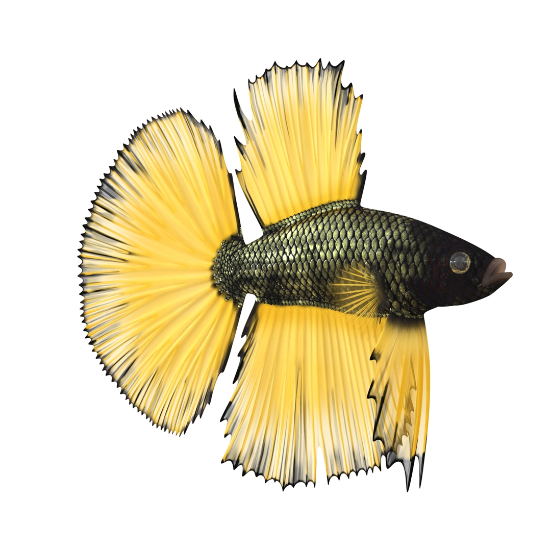 Betta Fish Rigged for Cinema 4D 3D https://p.turbosquid.com/ts-thumb/TN/vcZOhP/F4/betta_fish_rigged_for_cinema_4d_360/jpg/1716559003/1920x1080/turn_fit_q99/5c337e88896b21a9aedc6f10fe6f40102d0925d0/betta_fish_rigged_for_cinema_4d_360-1.jpg