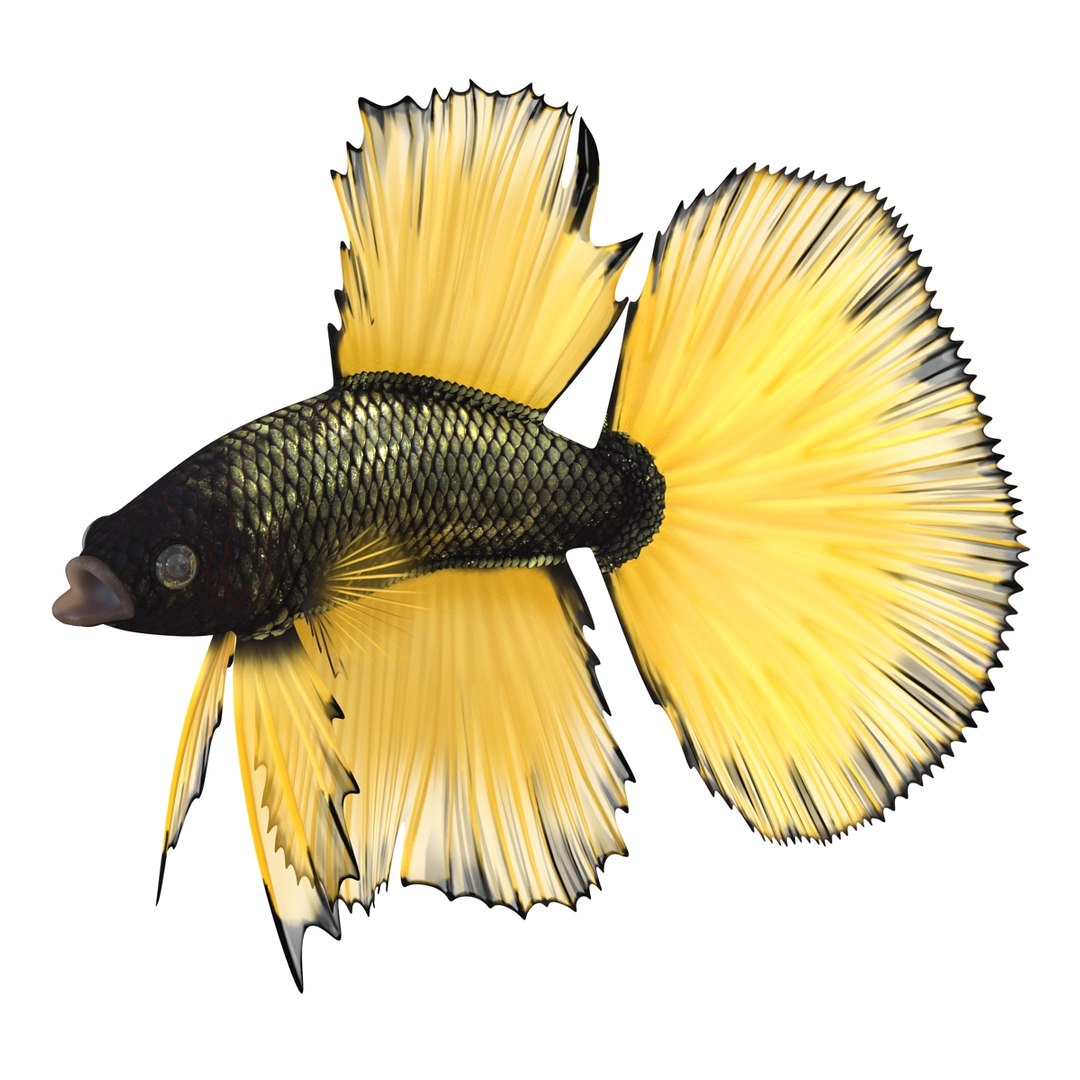 Betta Fish Rigged for Cinema 4D 3D https://p.turbosquid.com/ts-thumb/TN/vcZOhP/IL/bettafishriggedforcinema4dvray3dmodel003/jpg/1716560023/1920x1080/fit_q87/a1605145065c9c624328ddc82c01576ac347a3ce/bettafishriggedforcinema4dvray3dmodel003.jpg