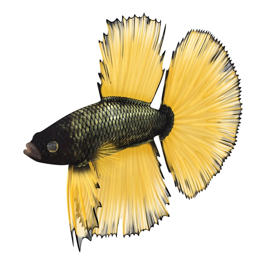 Betta Fish Rigged for Cinema 4D 3D https://p.turbosquid.com/ts-thumb/TN/vcZOhP/J6/bettafishriggedforcinema4dvray3dmodel002/jpg/1716560016/1920x1080/fit_q87/c0142cf152ab799aa2396c3e1546930bfa38afc9/bettafishriggedforcinema4dvray3dmodel002.jpg