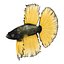 Betta Fish uzbrojona dla Cinema 4D