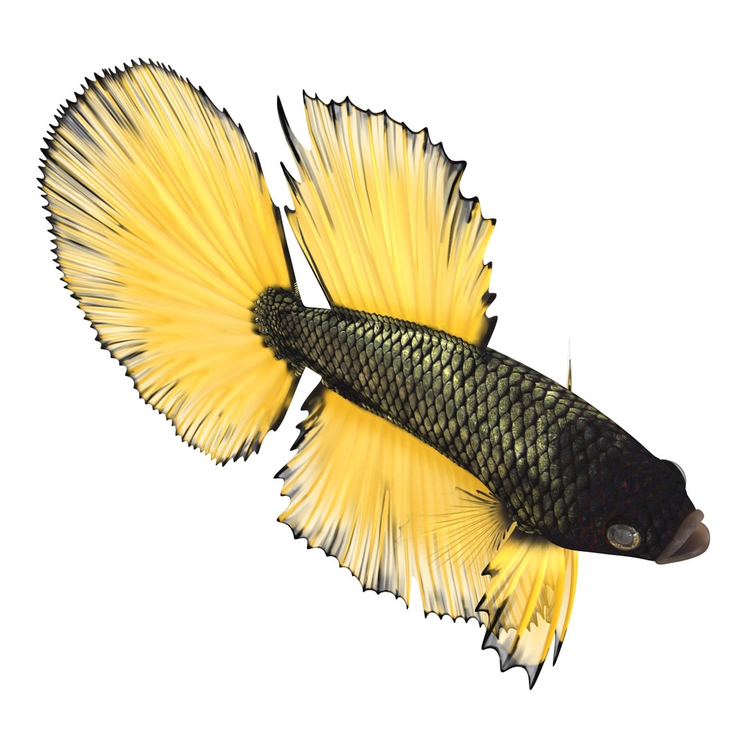 Betta Fish Rigged for Cinema 4D 3D https://p.turbosquid.com/ts-thumb/TN/vcZOhP/Lg/bettafishriggedforcinema4dvray3dmodel012/jpg/1716560083/1920x1080/fit_q87/763c8eb7f89735cd63c6644decc9aeeaad6c3480/bettafishriggedforcinema4dvray3dmodel012.jpg