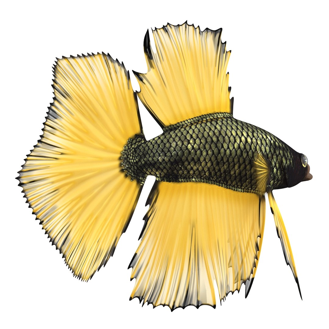 Betta Fish Rigged for Cinema 4D 3D https://p.turbosquid.com/ts-thumb/TN/vcZOhP/MY/bettafishriggedforcinema4dvray3dmodel006/jpg/1716560040/1920x1080/fit_q87/0104a54ac6776d26ff91a9f4fc3370df368f68b0/bettafishriggedforcinema4dvray3dmodel006.jpg