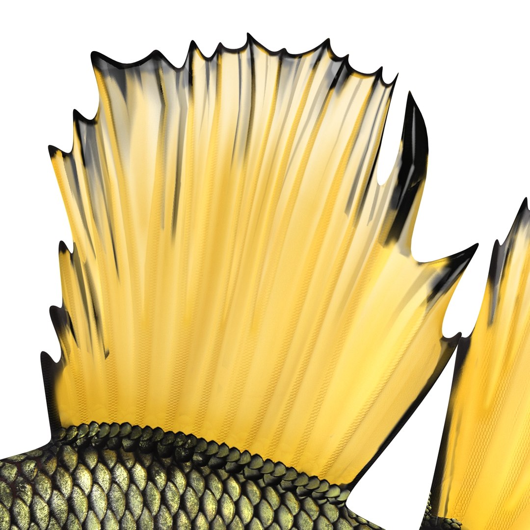 Betta Fish Rigged for Cinema 4D 3D https://p.turbosquid.com/ts-thumb/TN/vcZOhP/Mi/bettafishriggedforcinema4dvray3dmodel020/jpg/1716560136/1920x1080/fit_q87/3494fadf8c71ae777de89b09ceed9805027b944d/bettafishriggedforcinema4dvray3dmodel020.jpg