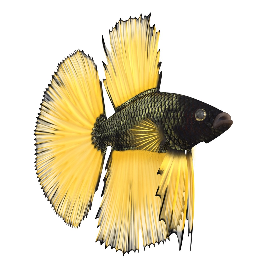 Betta Fish Rigged for Cinema 4D 3D https://p.turbosquid.com/ts-thumb/TN/vcZOhP/OO/bettafishriggedforcinema4dvray3dmodel004/jpg/1716560029/1920x1080/fit_q87/d0e3731493330e8c12b0187ad26fae0430784bfa/bettafishriggedforcinema4dvray3dmodel004.jpg