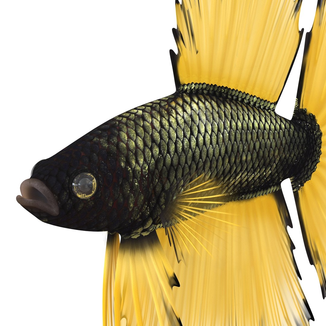 Betta Fish Rigged for Cinema 4D 3D https://p.turbosquid.com/ts-thumb/TN/vcZOhP/S2/bettafishriggedforcinema4dvray3dmodel016/jpg/1716560105/1920x1080/fit_q87/7984293f6502fa69ed50227f92f89ae0ef5a460a/bettafishriggedforcinema4dvray3dmodel016.jpg
