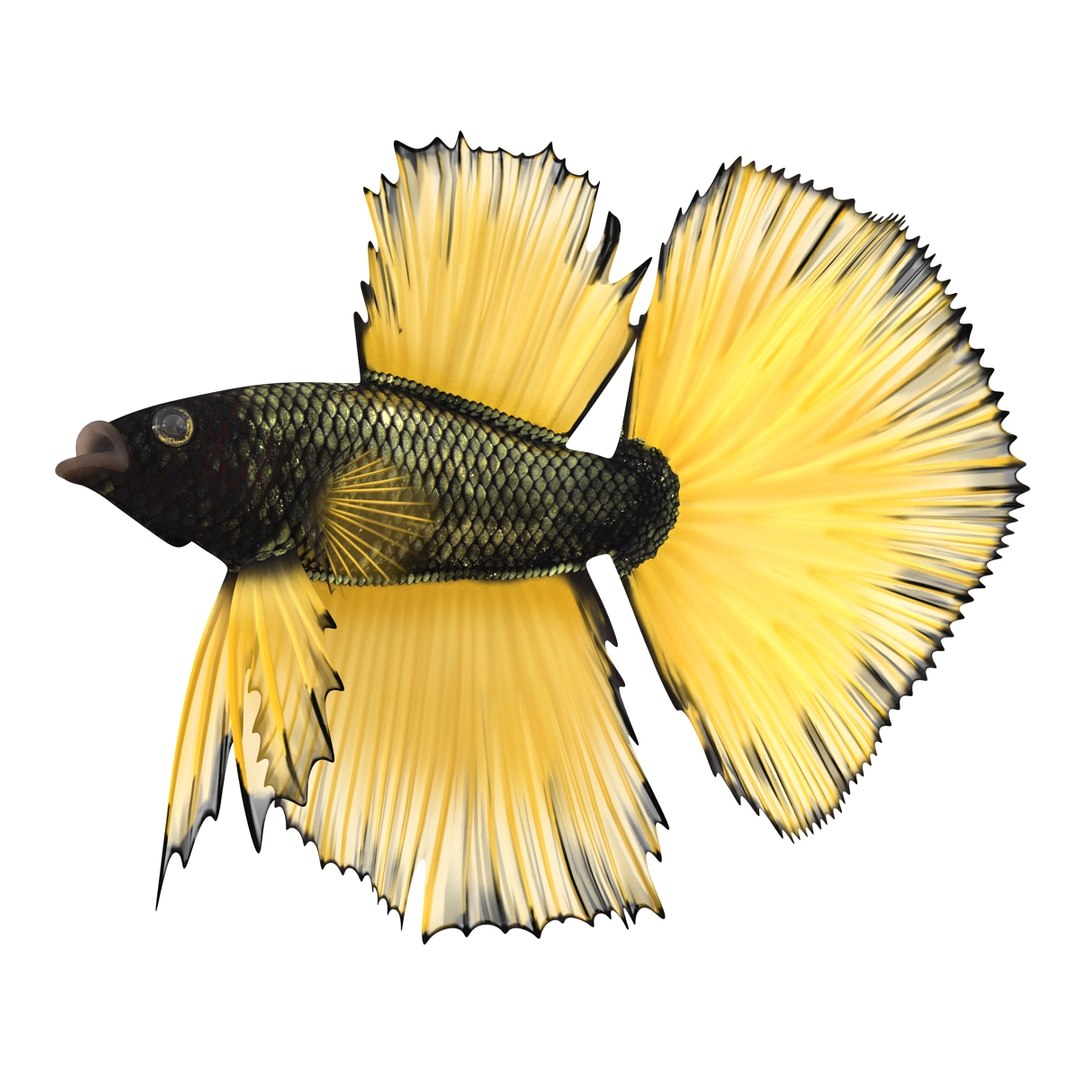 Betta Fish Rigged for Cinema 4D 3D https://p.turbosquid.com/ts-thumb/TN/vcZOhP/WD/bettafishriggedforcinema4dvray3dmodel015/jpg/1716560099/1920x1080/fit_q87/81a86a084aa153bdc4a95f47d7d65da2f054f9b3/bettafishriggedforcinema4dvray3dmodel015.jpg