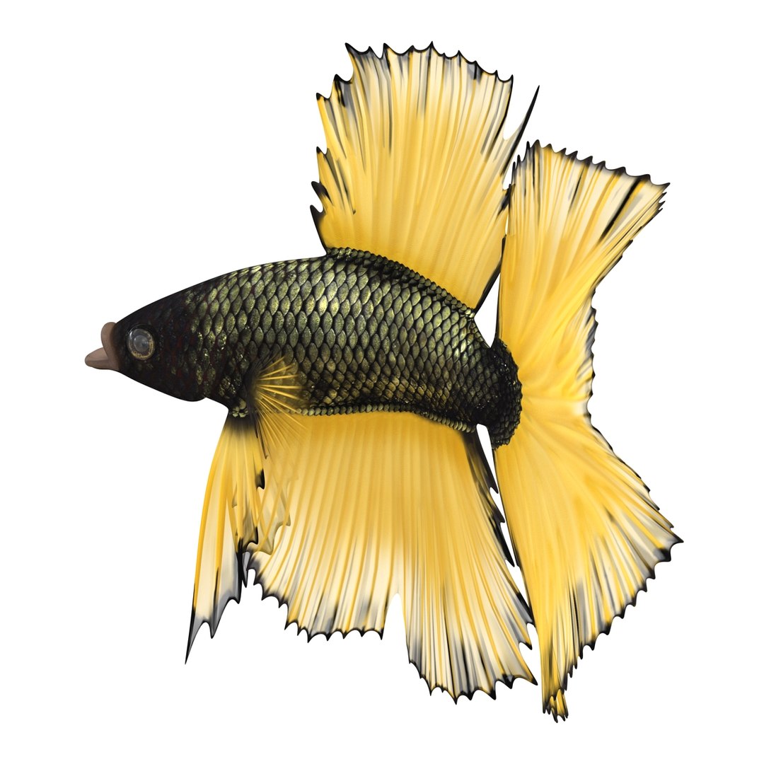 Betta Fish Rigged for Cinema 4D 3D https://p.turbosquid.com/ts-thumb/TN/vcZOhP/Xz/bettafishriggedforcinema4dvray3dmodel008/jpg/1716560056/1920x1080/fit_q87/54777034a3f5122cc02c5ee7594376be6588a010/bettafishriggedforcinema4dvray3dmodel008.jpg