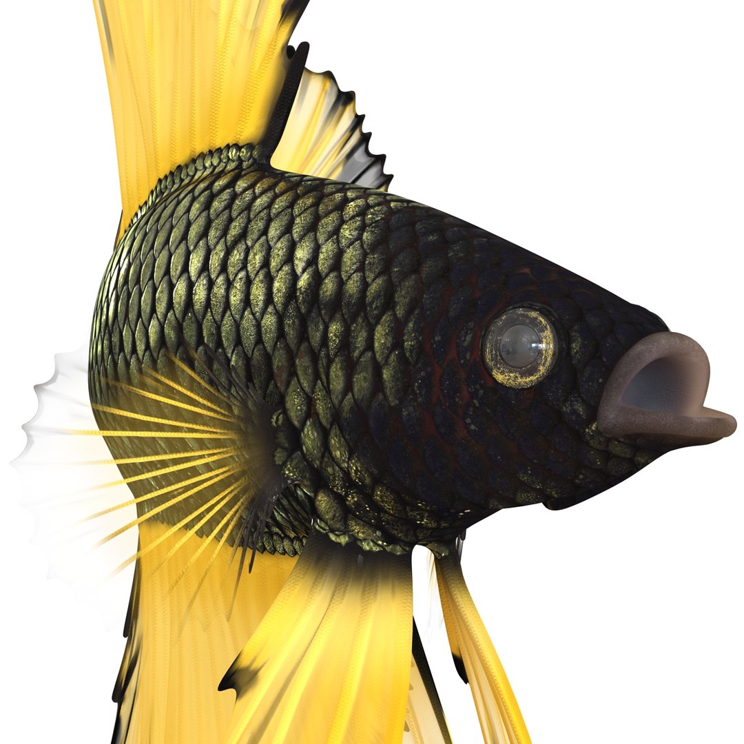 Betta Fish Rigged for Cinema 4D 3D https://p.turbosquid.com/ts-thumb/TN/vcZOhP/YW/bettafishriggedforcinema4dvray3dmodel018/jpg/1716560119/1920x1080/fit_q87/3f5c9eb81bce7cf14563281a98a97941c7133fc2/bettafishriggedforcinema4dvray3dmodel018.jpg