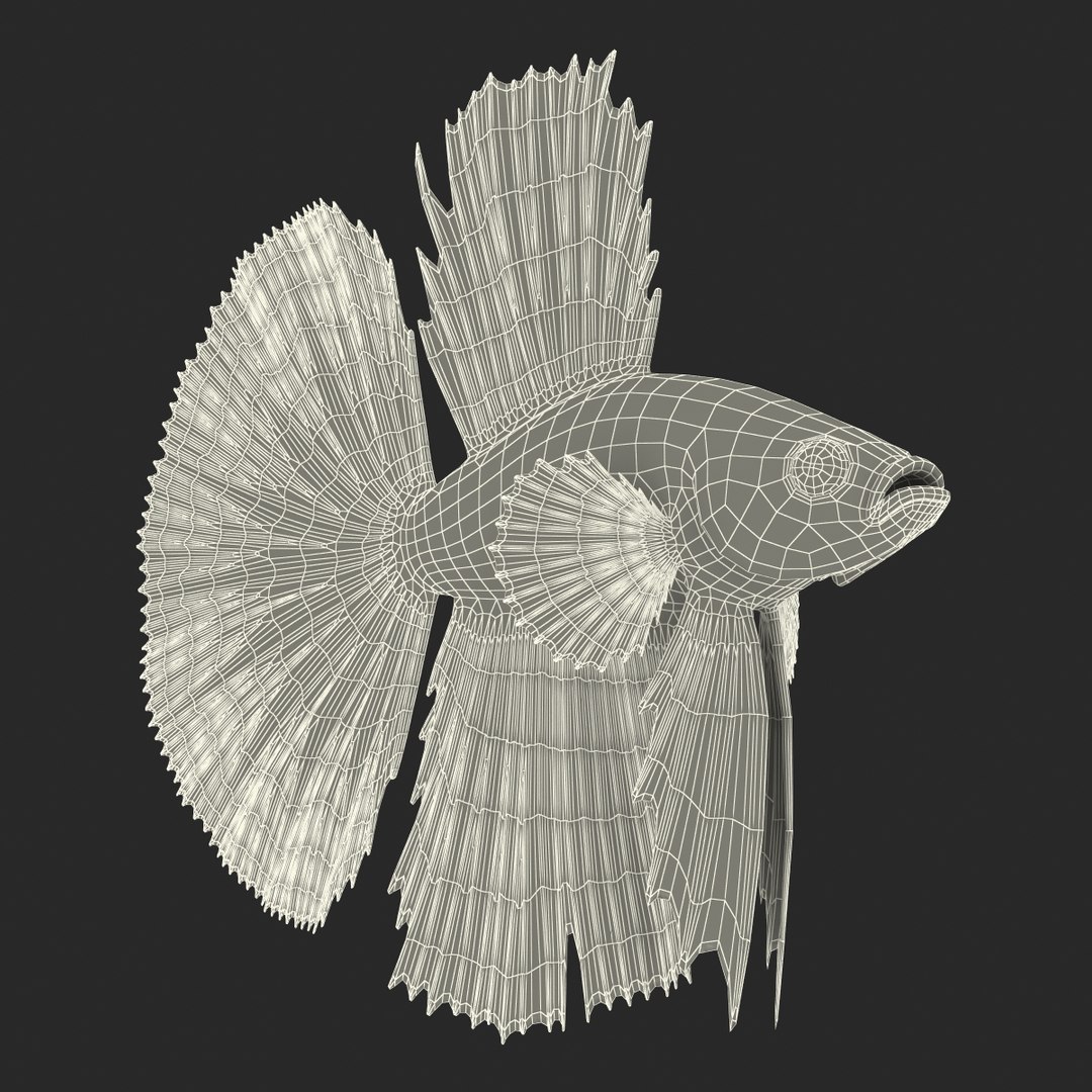Betta Fish Rigged for Cinema 4D 3D https://p.turbosquid.com/ts-thumb/TN/vcZOhP/dP/betta_fish_rigged_036/jpg/1716616583/1920x1080/fit_q87/35096bfae2799aa74f8a12dc6f0fa88ee030468c/betta_fish_rigged_036.jpg