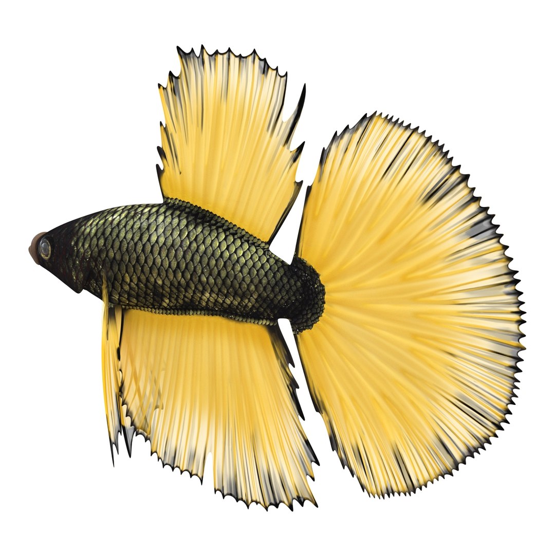 Betta Fish Rigged for Cinema 4D 3D https://p.turbosquid.com/ts-thumb/TN/vcZOhP/gG/bettafishriggedforcinema4dvray3dmodel007/jpg/1716560049/1920x1080/fit_q87/aecb4912db76aba569b8623736bb69e149485e1d/bettafishriggedforcinema4dvray3dmodel007.jpg