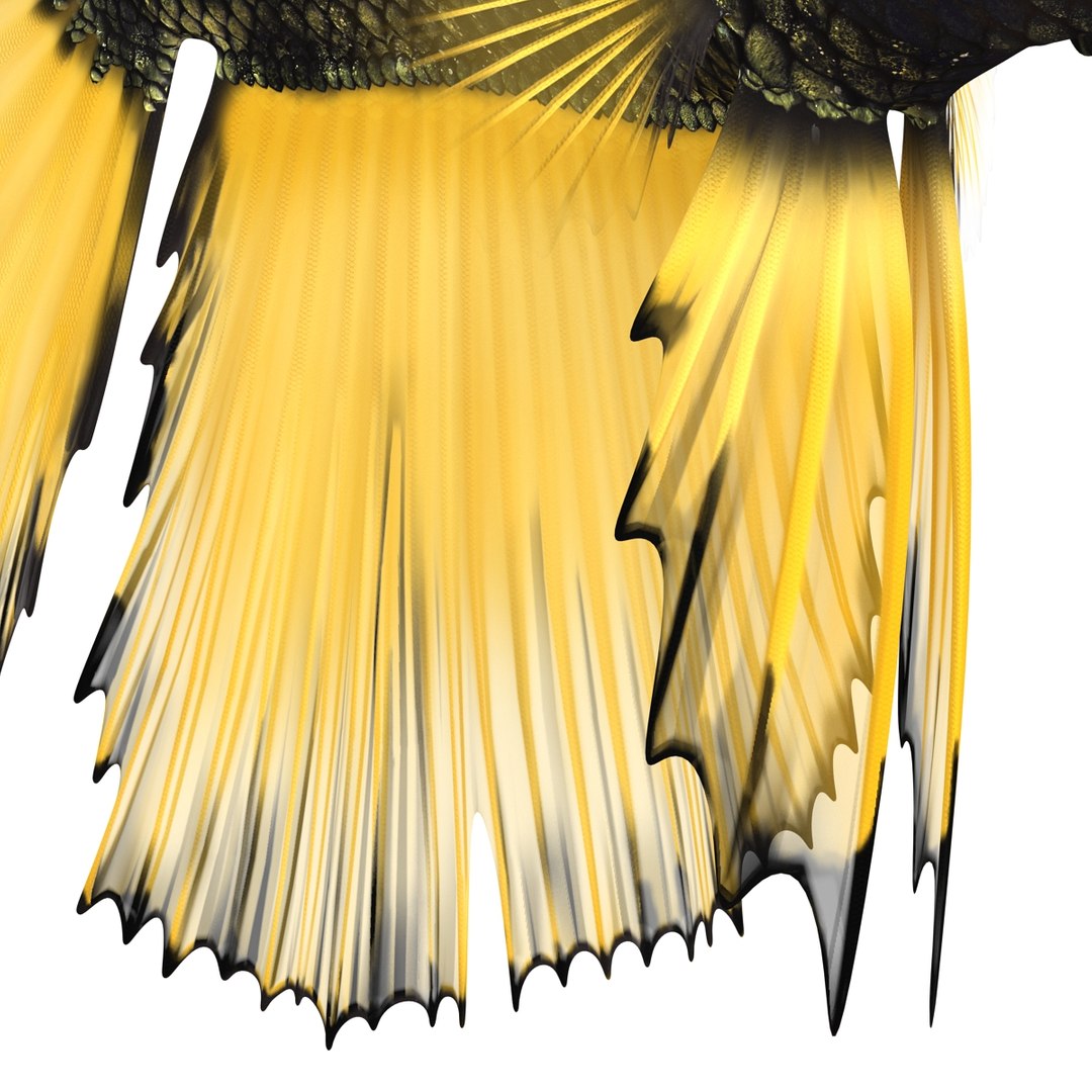 Betta Fish Rigged for Cinema 4D 3D https://p.turbosquid.com/ts-thumb/TN/vcZOhP/h9/bettafishriggedforcinema4dvray3dmodel021/jpg/1716560143/1920x1080/fit_q87/6ff8d58750139f4d2a9fbfc0fd86afea1c7418d4/bettafishriggedforcinema4dvray3dmodel021.jpg