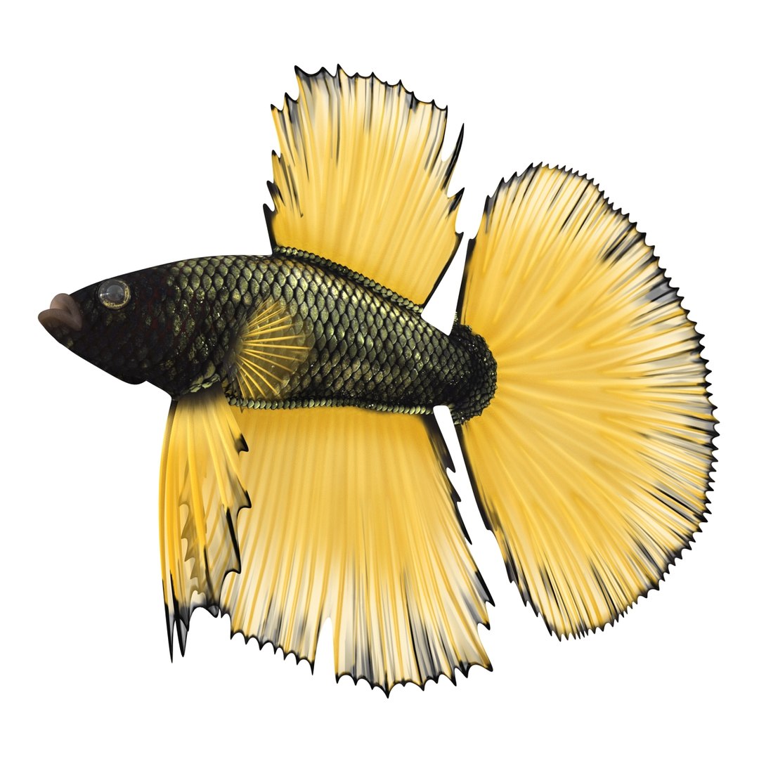 Betta Fish Rigged for Cinema 4D 3D https://p.turbosquid.com/ts-thumb/TN/vcZOhP/hw/bettafishriggedforcinema4dvray3dmodel014/jpg/1716560093/1920x1080/fit_q87/8478c05eb57a60e851d7915e9b6f8471bf863d73/bettafishriggedforcinema4dvray3dmodel014.jpg