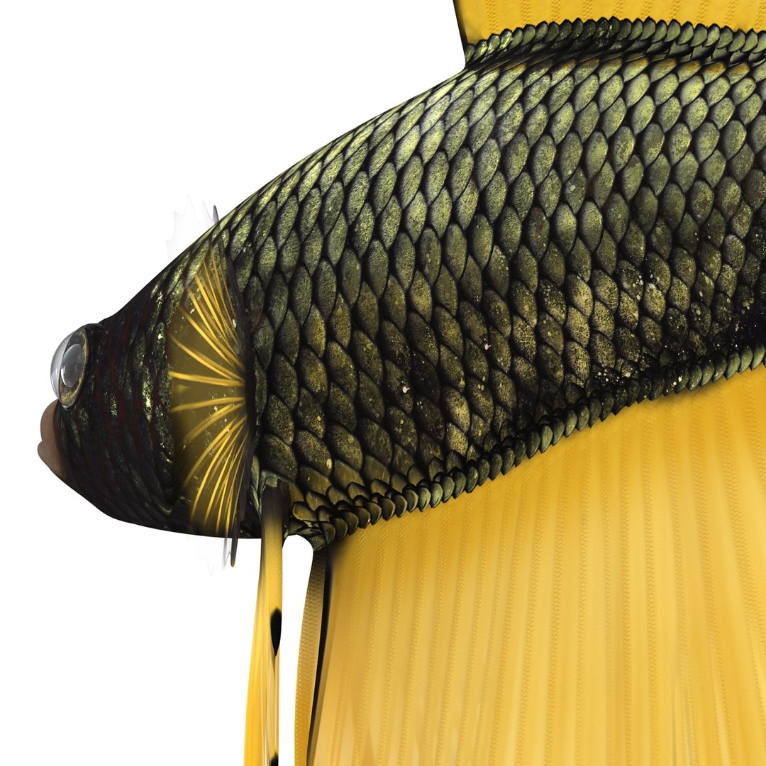 Betta Fish Rigged for Cinema 4D 3D https://p.turbosquid.com/ts-thumb/TN/vcZOhP/kA/bettafishriggedforcinema4dvray3dmodel024/jpg/1716560163/1920x1080/fit_q87/b1369c1a393952e914fd94a72c523b7ef1a44a5c/bettafishriggedforcinema4dvray3dmodel024.jpg