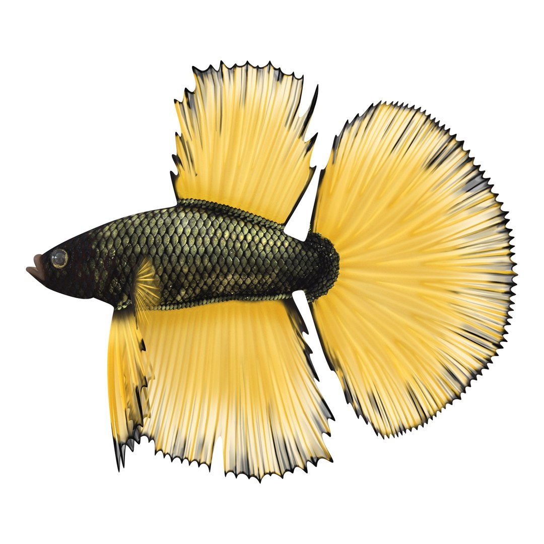 Betta Fish Rigged for Cinema 4D 3D https://p.turbosquid.com/ts-thumb/TN/vcZOhP/my/bettafishriggedforcinema4dvray3dmodel001/jpg/1716558997/1920x1080/fit_q87/8e3608bd383c6f816636586963fb1bde047b50cd/bettafishriggedforcinema4dvray3dmodel001.jpg
