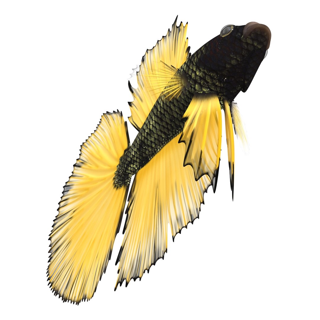 Betta Fish Rigged for Cinema 4D 3D https://p.turbosquid.com/ts-thumb/TN/vcZOhP/sR/bettafishriggedforcinema4dvray3dmodel011/jpg/1716560077/1920x1080/fit_q87/622820993523e675f7510a459bc7c9b761baf253/bettafishriggedforcinema4dvray3dmodel011.jpg
