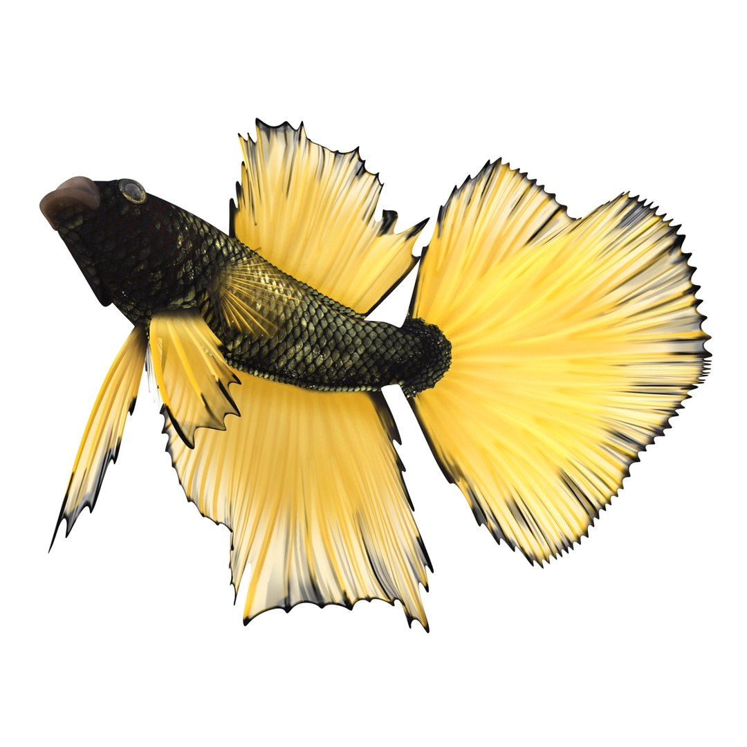 Betta Fish Rigged for Cinema 4D 3D https://p.turbosquid.com/ts-thumb/TN/vcZOhP/sk/bettafishriggedforcinema4dvray3dmodel010/jpg/1716560070/1920x1080/fit_q87/8f9a265f256f1785c0ea6fdd807764427d189c24/bettafishriggedforcinema4dvray3dmodel010.jpg