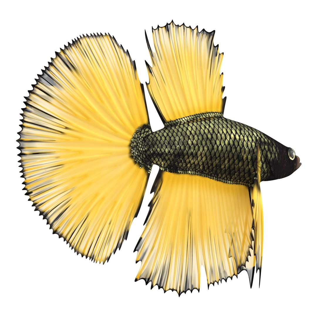 Betta Fish Rigged for Cinema 4D 3D https://p.turbosquid.com/ts-thumb/TN/vcZOhP/vY/bettafishriggedforcinema4dvray3dmodel005/jpg/1716560034/1920x1080/fit_q87/eb755e27e93ea051c5f49595b7d65dd8cf23d084/bettafishriggedforcinema4dvray3dmodel005.jpg