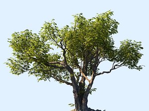 tree scanned ready 3D model