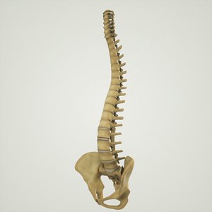 3D human spine pelvis sacrum model