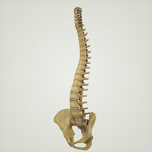 Human Spine With Pelvis and Sacrum Structure