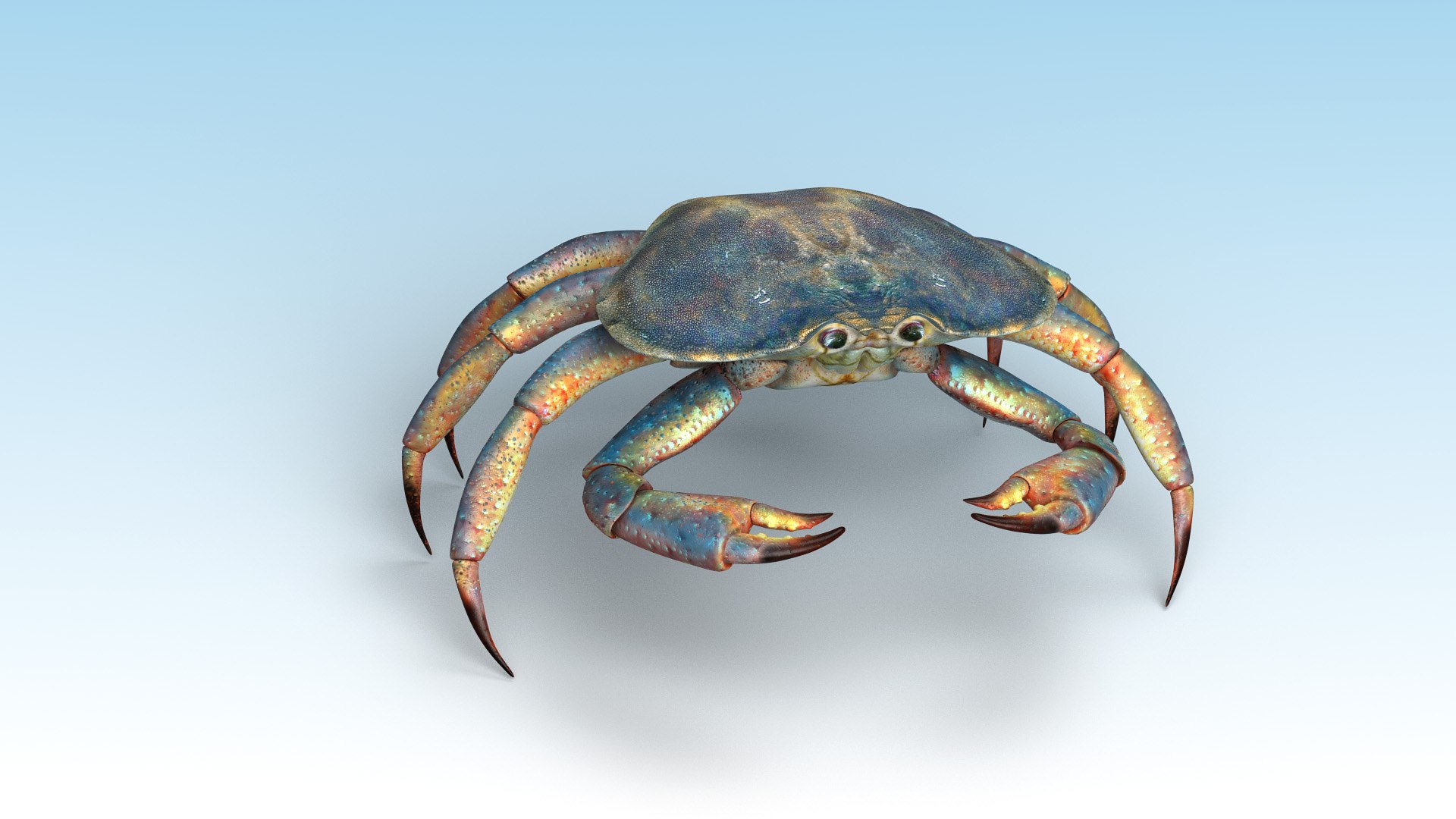 Crab Animal Crustacean 3D Model - TurboSquid 1580023
