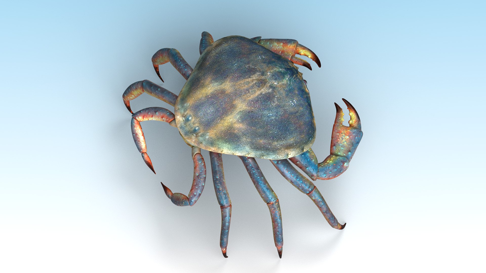 Crab Animal Crustacean 3D Model - TurboSquid 1580023