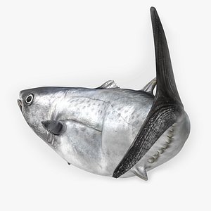 3D TUNA FISH Rigged  L1563