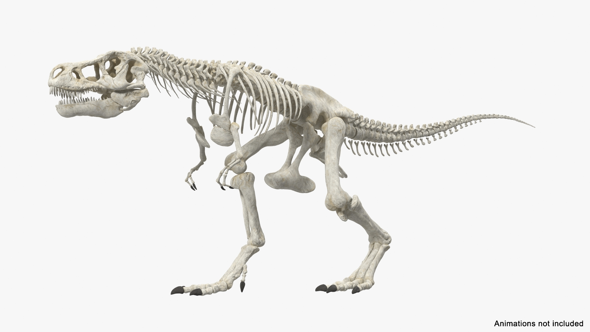 tyrannosaurus rex skeleton dinosaur 3D model https://p.turbosquid.com/ts-thumb/TO/jGT9rI/0OKI7TwU/tyrannosaurus_rex_skeleton_rigged_362/jpg/1576151224/1920x1080/turn_fit_q99/cf8cce634b3a9cd013b53b08e307ce94d4e2fd82/tyrannosaurus_rex_skeleton_rigged_362-1.jpg