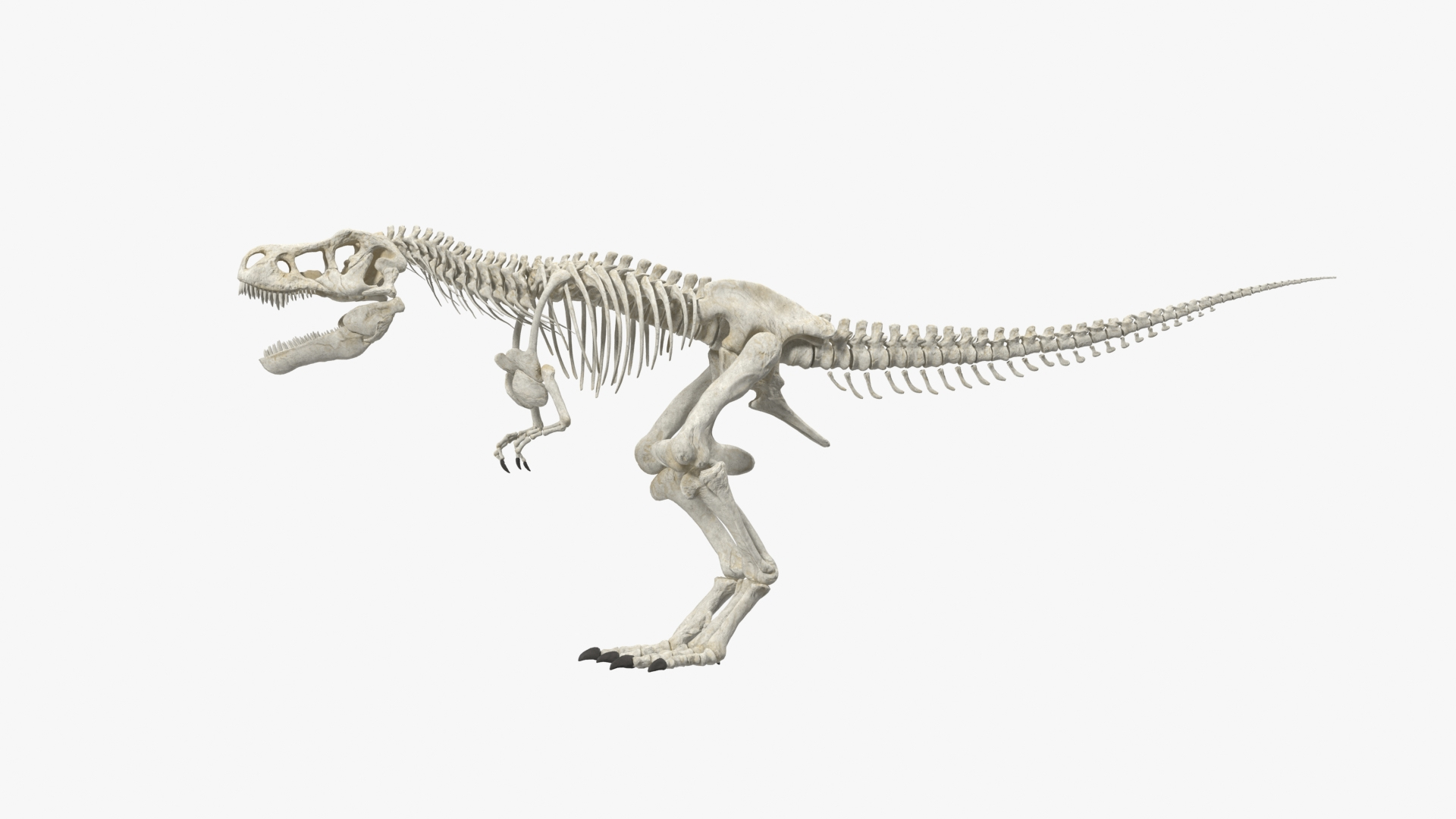 tyrannosaurus rex skeleton dinosaur 3D model https://p.turbosquid.com/ts-thumb/TO/jGT9rI/8ozjUZSW/tyrannosaurus_rex_skeleton_rigged_360/jpg/1576151163/1920x1080/turn_fit_q99/d6f63949d6b5559c7c34edb7c037ca96baea9686/tyrannosaurus_rex_skeleton_rigged_360-1.jpg