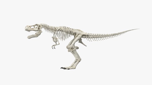Caveira do Tiranossauro Rex, Objetos 3D - Envato Elements