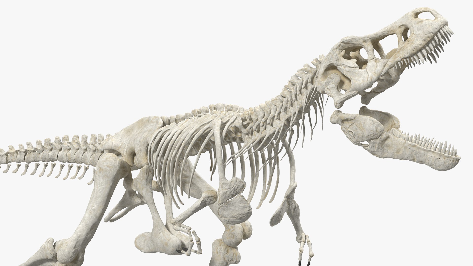 tyrannosaurus rex skeleton dinosaur 3D model https://p.turbosquid.com/ts-thumb/TO/jGT9rI/9JnxzEkY/tyrannosaurusrexskeletonrigged3dmodel007/jpg/1576151332/1920x1080/fit_q87/483ebc1bc935283762807a4fc5e0358679b28a6a/tyrannosaurusrexskeletonrigged3dmodel007.jpg