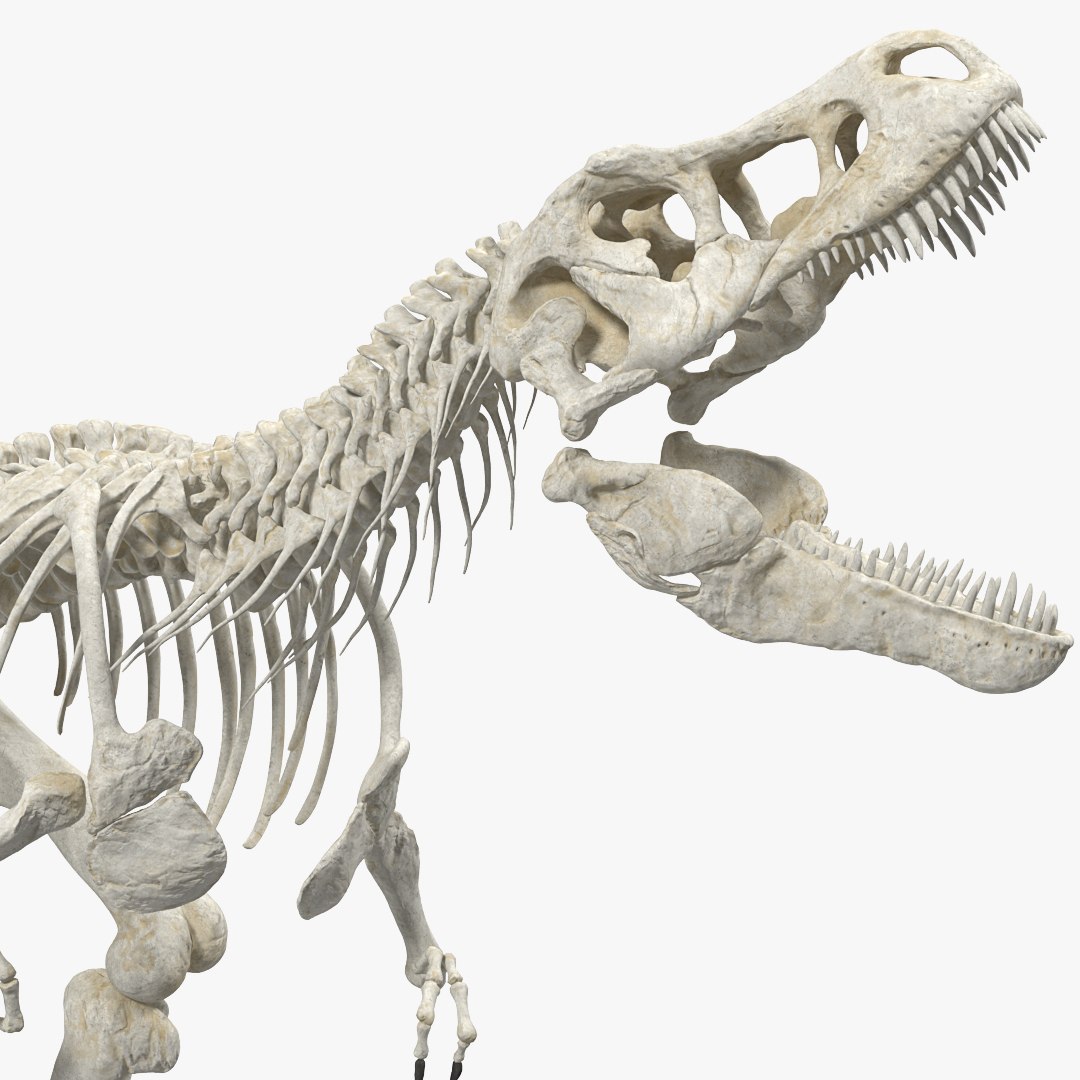 tyrannosaurus rex skeleton dinosaur 3D model https://p.turbosquid.com/ts-thumb/TO/jGT9rI/YB6809HL/tyrannosaurus_rex_skeleton_fossil_rigged_mb0/jpg/1577635756/1920x1080/fit_q87/7555d9909c92a89a53c36385d64833cfea92c1c0/tyrannosaurus_rex_skeleton_fossil_rigged_mb0.jpg