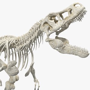 tyrannosaurus rex skeleton dinosaur 3D model