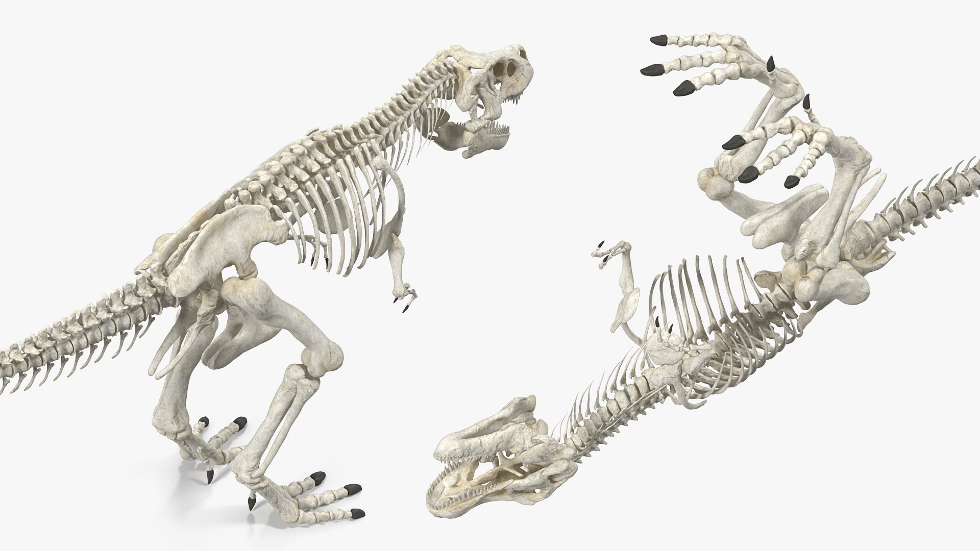 tyrannosaurus rex skeleton dinosaur 3D model https://p.turbosquid.com/ts-thumb/TO/jGT9rI/fiZQP6Dc/tyrannosaurusrexskeletonrigged3dmodel012/jpg/1576151332/1920x1080/fit_q87/7bb2730b9c64f56c66b16f8b41c062869797b636/tyrannosaurusrexskeletonrigged3dmodel012.jpg