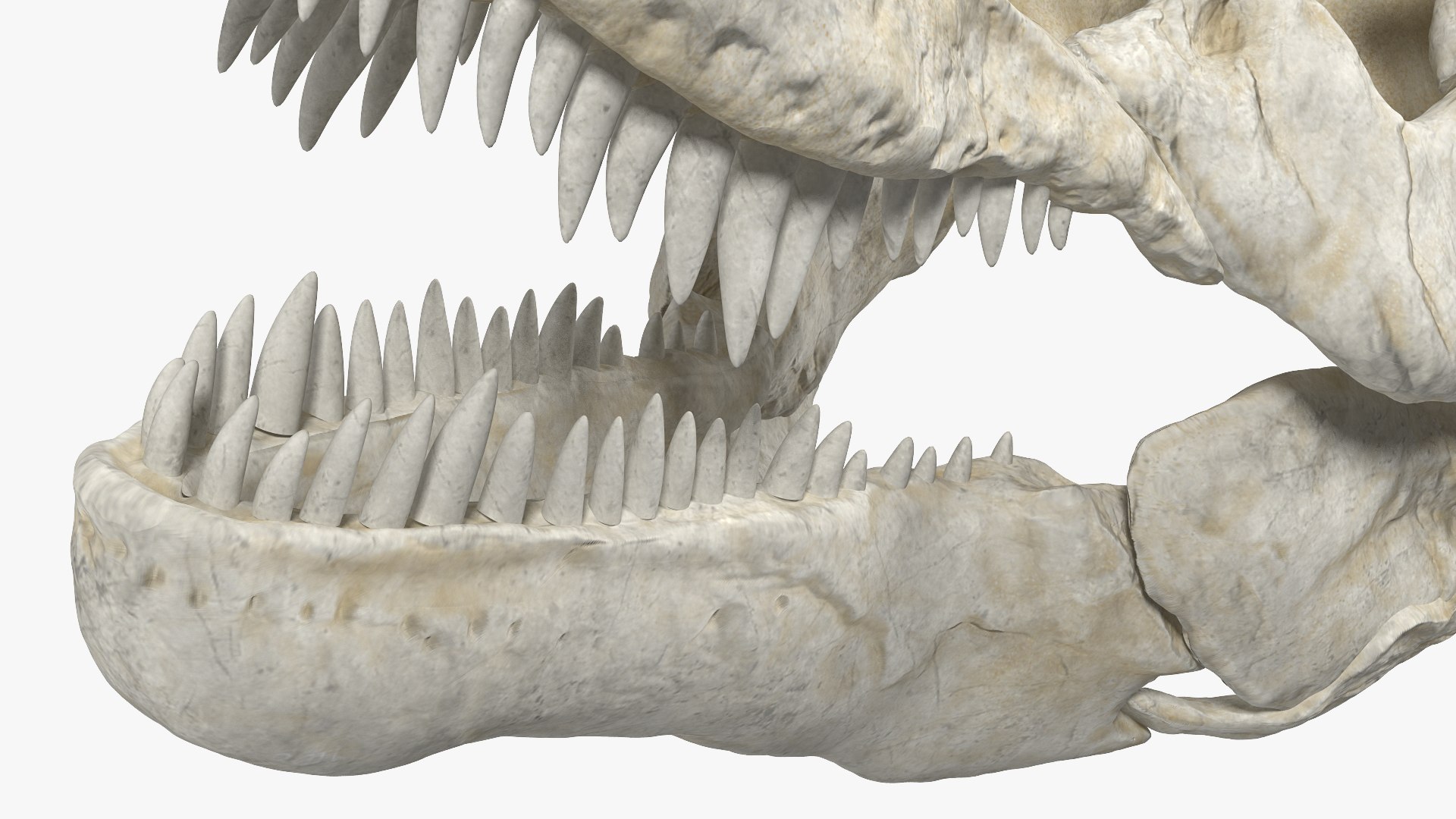 tyrannosaurus rex skeleton dinosaur 3D model https://p.turbosquid.com/ts-thumb/TO/jGT9rI/hGwL5WTb/tyrannosaurusrexskeletonrigged3dmodel015/jpg/1576151332/1920x1080/fit_q87/0092beee136d21280bba841dded02f7bfb1d273b/tyrannosaurusrexskeletonrigged3dmodel015.jpg