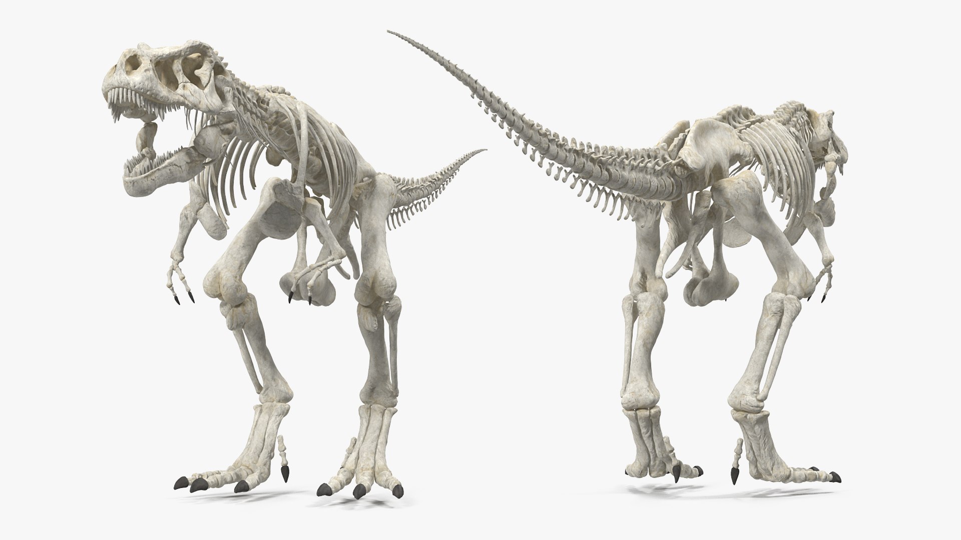 tyrannosaurus rex skeleton dinosaur 3D model https://p.turbosquid.com/ts-thumb/TO/jGT9rI/iyTav1iz/tyrannosaurusrexskeletonrigged3dmodel006/jpg/1576151332/1920x1080/fit_q87/4d765619e81f08eaaaaedf2d11d2c71a0bbeb9f2/tyrannosaurusrexskeletonrigged3dmodel006.jpg
