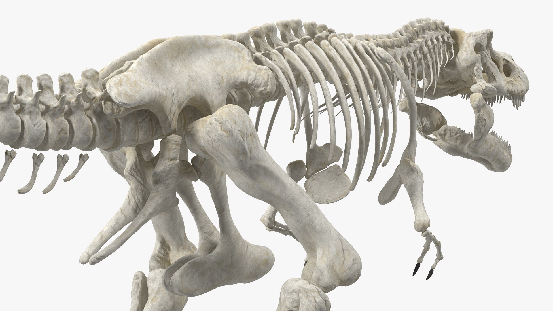tyrannosaurus rex skeleton dinosaur 3D model https://p.turbosquid.com/ts-thumb/TO/jGT9rI/srBjyhNV/tyrannosaurusrexskeletonrigged3dmodel010/jpg/1576151332/1920x1080/fit_q87/142b6e88a1cb2aaf9a4ebd7ee04f0ddf9cbd58dc/tyrannosaurusrexskeletonrigged3dmodel010.jpg