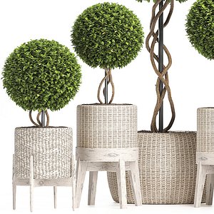 Wicker Woven Tree Topiary - Indoor Plant 222 3D model