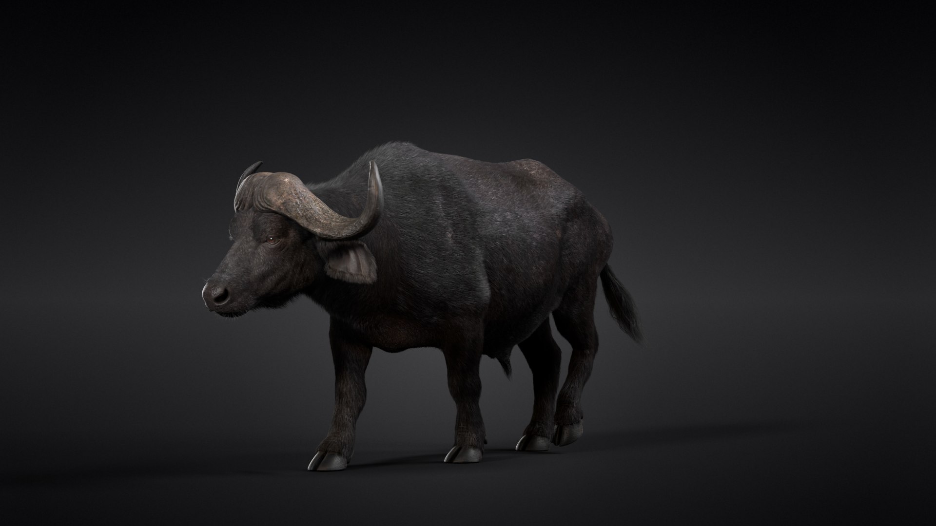 Buffalo Africa 3D Model - TurboSquid 1688209