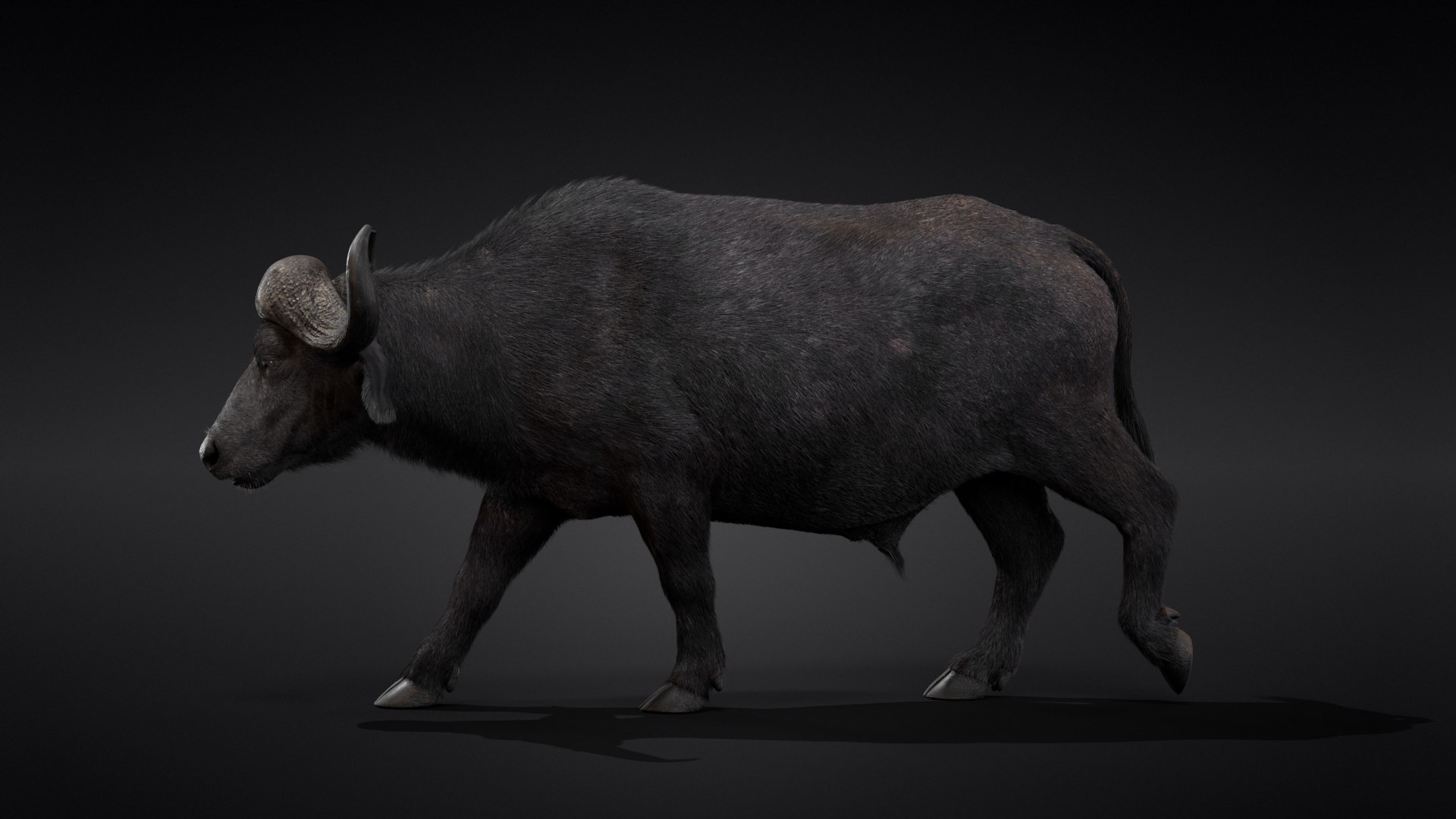 Buffalo Africa 3D Model - TurboSquid 1688209