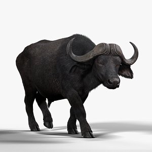 buffalo africa 3D model