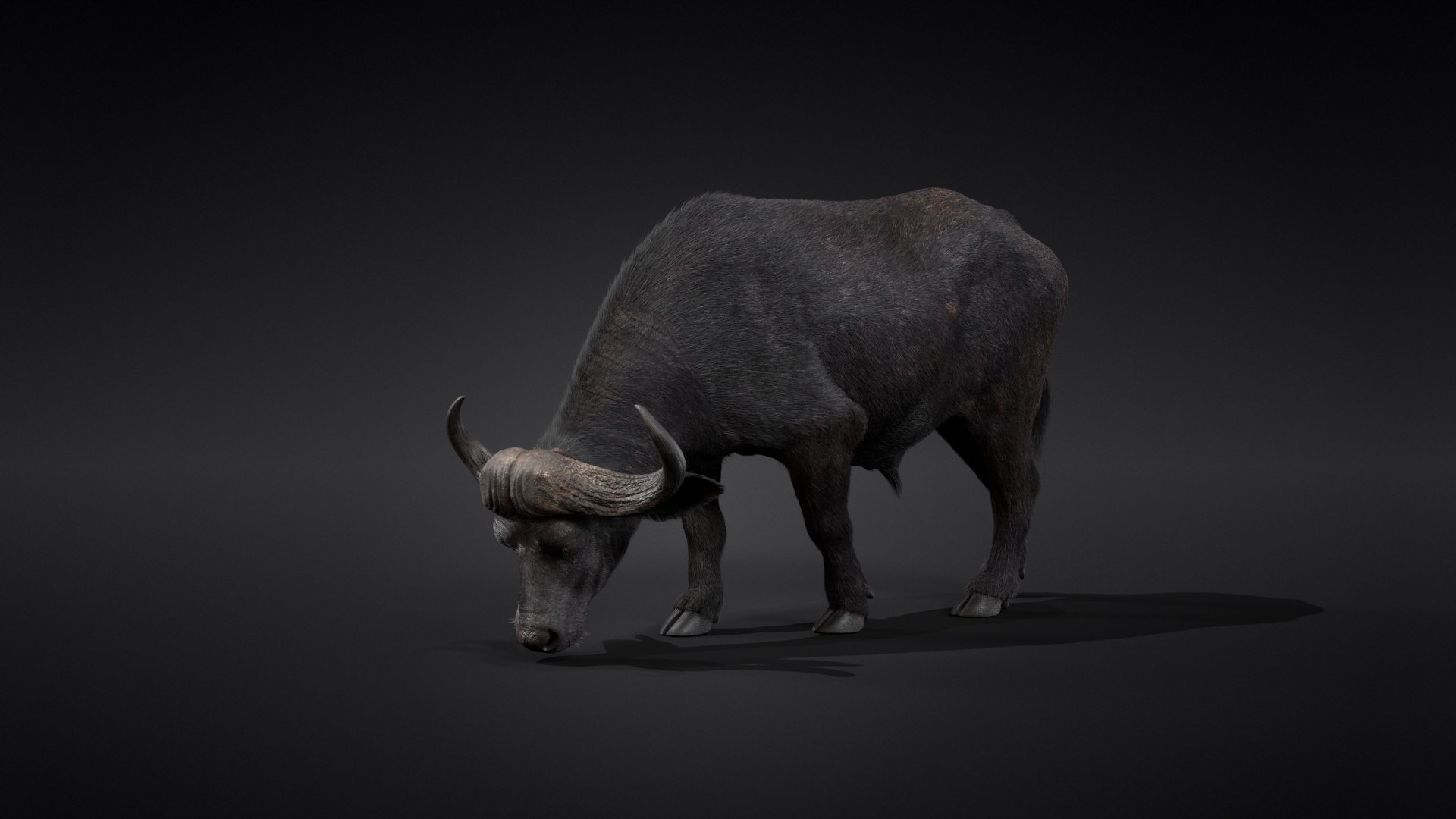 Buffalo Africa 3D Model - TurboSquid 1688209