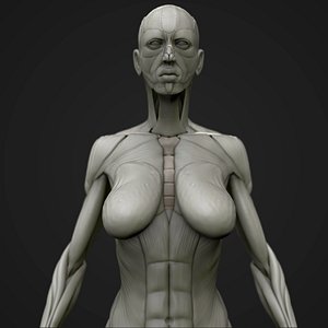 3D body skeleton anatomy model