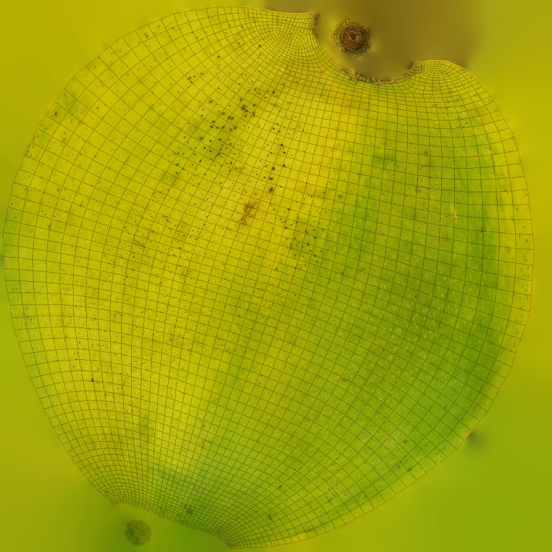 3d max green mango https://p.turbosquid.com/ts-thumb/TP/AHZPs4/20T7sxaL/greenmango_diff_4096/jpg/1453303075/1920x1080/fit_q87/ee9f95578739a0183824f7e4fe7172670de65fda/greenmango_diff_4096.jpg