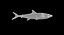 Fish X1 Shark