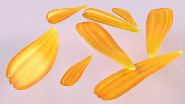 Calendula petals flower plant model - TurboSquid 1615292