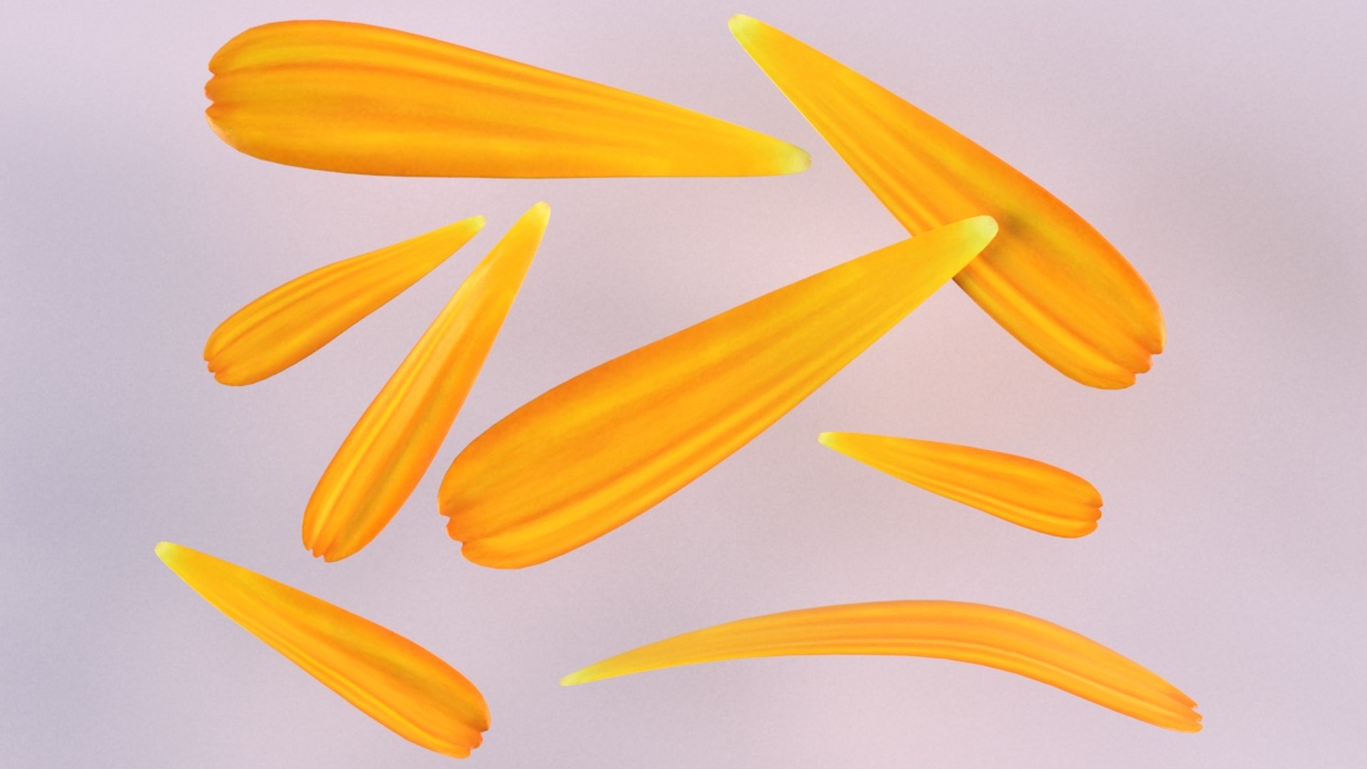 calendula petals flower plant model https://p.turbosquid.com/ts-thumb/TP/QXYJ7b/UT4LztQe/4/jpg/1599130955/1920x1080/fit_q87/55a4486d46927668919054185752394a339ccf7e/4.jpg